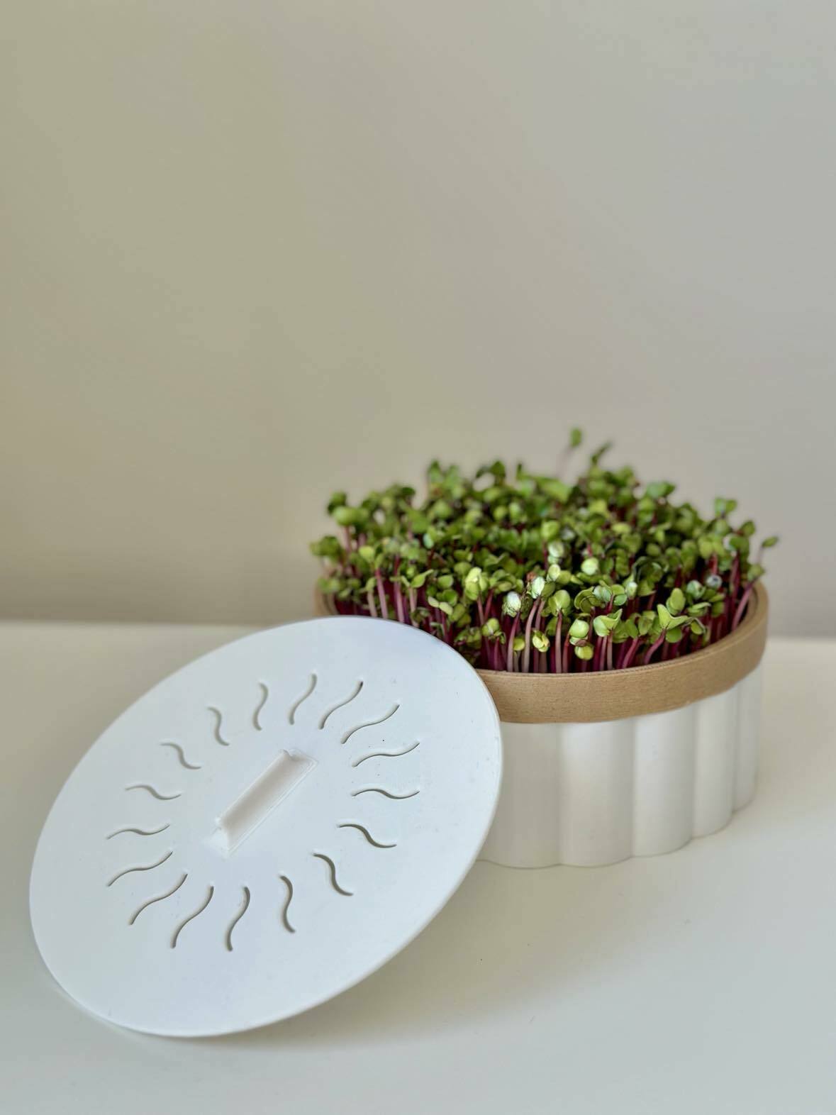 Microgreens hydroponic planter pot