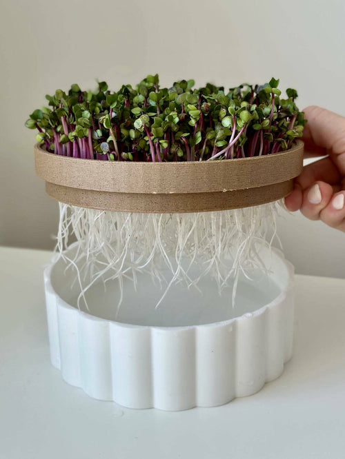 Microgreens hydroponic planter pot